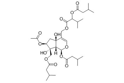 Jatamanvaltrate B