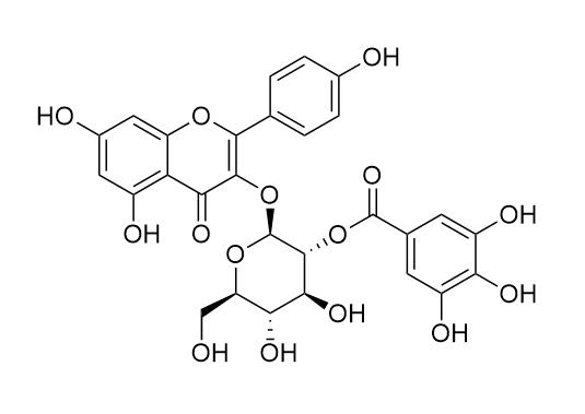 Kaempferol 3-(2''-galloylglucoside)