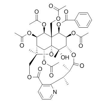 Mayteine