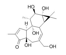 Phorbol